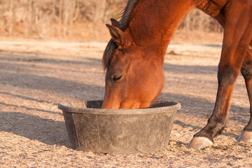 Red bay horse eating her feed out of a rubber pan in pasture