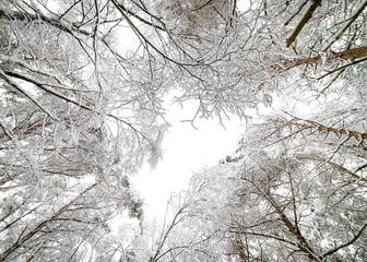 Winter in the forest 5