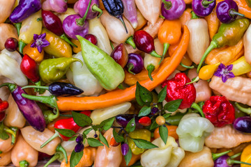 R&eacute;colte des piments