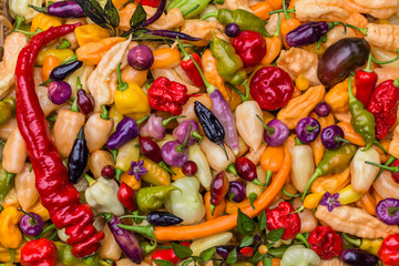 Récolte des piments