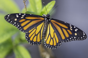 New Monarch