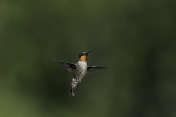 Fototapeta premium Like a Glowing Ember