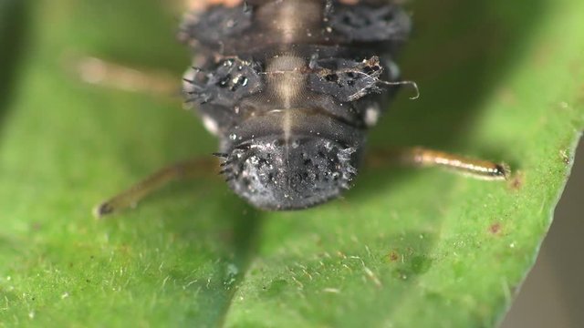 Insect macro: Second instar likeness Ladybug beetle bug on green leaf Eukarya, Coleoptera, Polyphaga, Cucujoidea, Coccinellidae