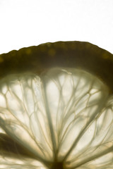 Lemon slices close up ,background