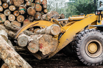 Forklift truck grabs wood in a wood processing plant