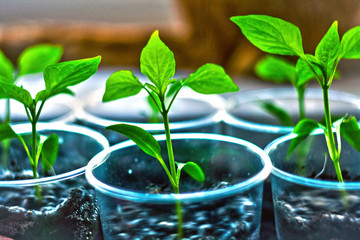 Three pepper sprout in plastic cup with soil close up.
