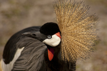 Grey Crowned Crane