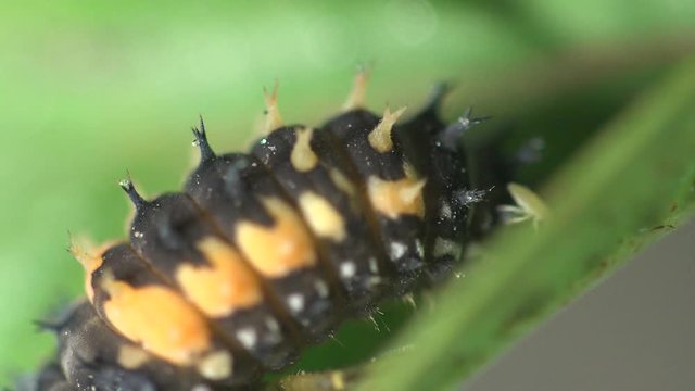 Insect macro: Second instar likeness Ladybug beetle bug on green leaf Eukarya, Coleoptera, Polyphaga, Cucujoidea, Coccinellidae