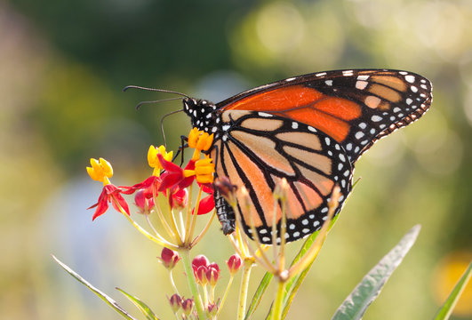 Monarch butterfly feeding on a yellow and red Milkweed flower