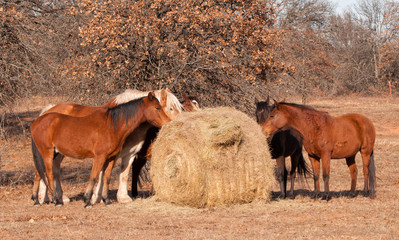 Herd of horses eating hay off of a round bale in pasture on a sunny winter day