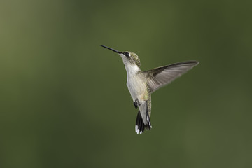 Fototapeta premium Watching the Other Hummingbirds
