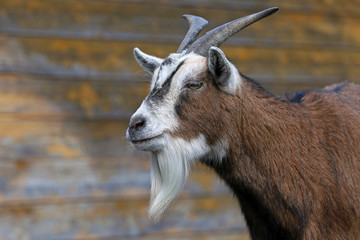Ziege