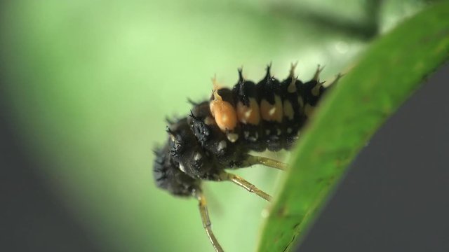 Insect macro: Second instar likeness Ladybug beetle bug on green leaf Eukarya, Coleoptera, Polyphaga, Cucujoidea, Coccinellidae