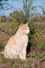Naklejka na ściany i meble Ginger and white stray tomcat sitting in front of a small Cedar tree in spring sun