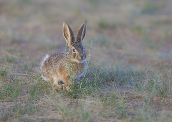  rabbit sitting on grass 