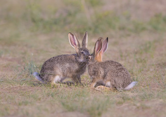 Naklejka na ściany i meble Two brown wild rabbits in the meadow.