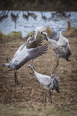 Crane fighting