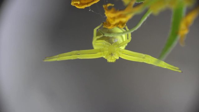 Insect Crab Spider, yellow Misumenoides, sits in flower, macro, outdoors, on green background, animal, meadow, field, forest, garden, Arthropoda, Arachnida, Thomisidae, Misumenoides