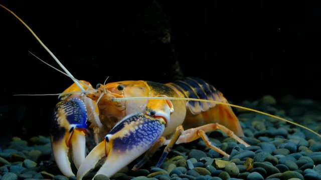 Cherax Destructor volcano in the aquarium
