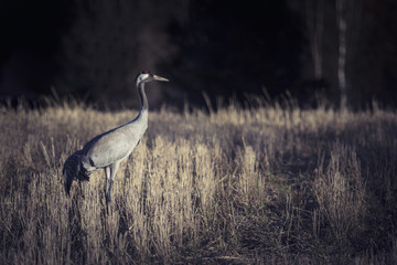 Crane in sunset