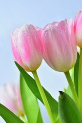 Beautiful delicate spring flowers - pink tulips. Pastel colors and isolated on a pure background. Close-up of flowers with drops of water. Nature concept for spring time.