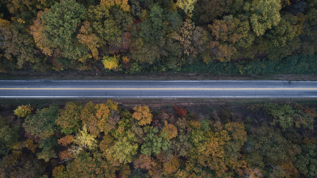 Aerial view of road amidst trees in forest during autumn