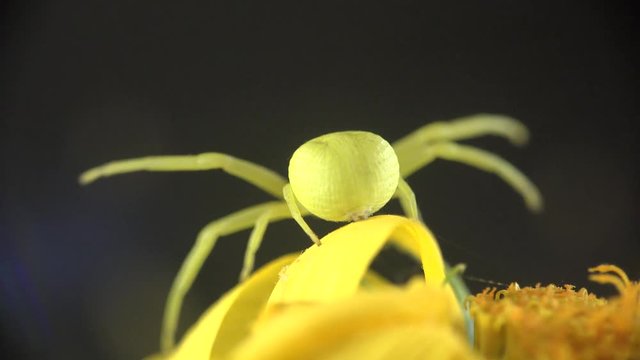 Insect Crab Spider, yellow Misumenoides, sits in flower, macro, outdoors, on green background, animal, meadow, field, forest, garden, Arthropoda, Arachnida, Thomisidae, Misumenoides