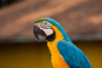 Blue and yellow Macaw