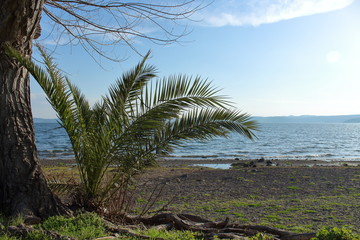 palm with lake background