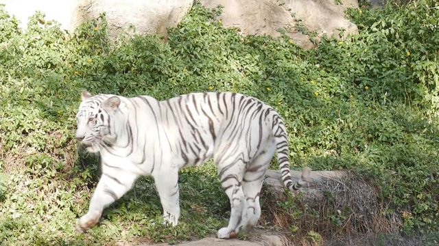 slow motion of a white bengal tiger prowling along inside the jungle