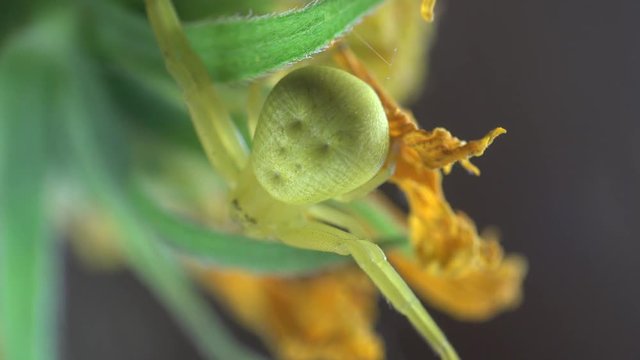 Insect Crab Spider, yellow Misumenoides, sits in flower, macro, outdoors, on green background, animal, meadow, field, forest, garden, Arthropoda, Arachnida, Thomisidae, Misumenoides