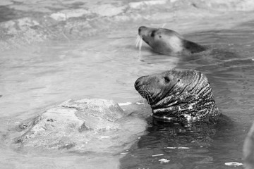 Vieja foca gris en cautividad