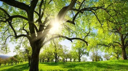Fototapeten Obstbäume auf schöner Wiese, mit der Sonne und der Silhouette eines Baums © Smileus