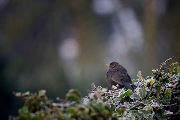 Amsel auf dem Zaun an einem kalten Morgen