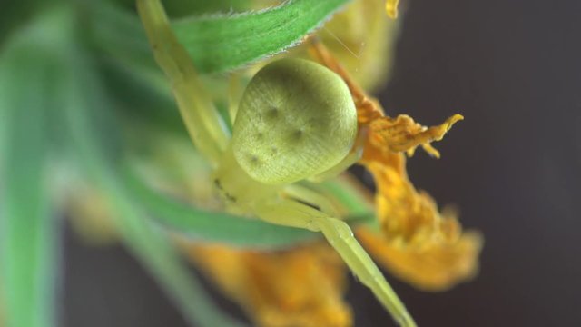 Insect Crab Spider, yellow Misumenoides, sits in flower, macro, outdoors, on green background, animal, meadow, field, forest, garden, Arthropoda, Arachnida, Thomisidae, Misumenoides