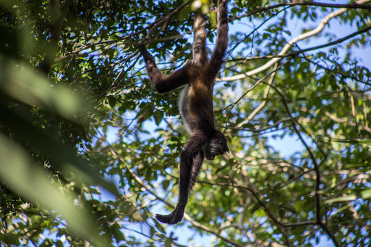 Monkey hanging in the trees in a tropical jungle