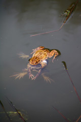 krötenpaarung     naturschutz