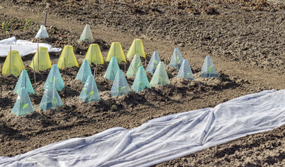cover and garden fleece / Vegetable bed in the spring with covers and garden fleece © Cora Müller