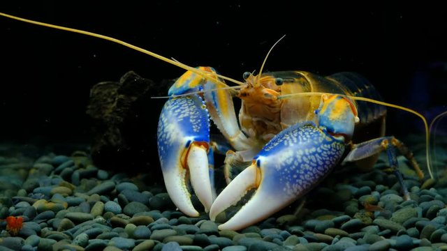 Cherax Destructor volcano in the aquarium