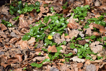 Wild yellow marsh marigold flower with green leaves on a spring morning.