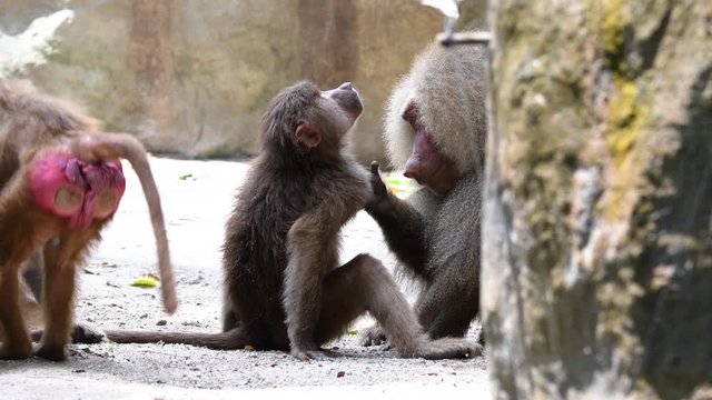 Baboons playing and fighting with each other