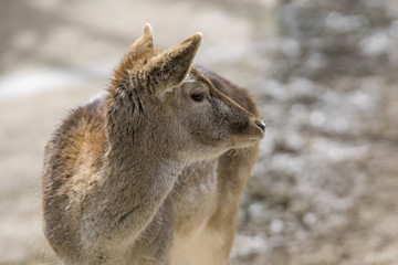 Gamo hembra tambien conocido como fallow deer