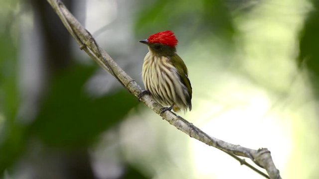 Striped Manakin (Machaeropterus regulus) bird on a branch. Seen from the front. It moves and turn its back to the camera, then, turn around again.