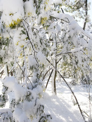 Snow covered forest in Barcelona