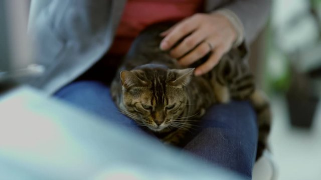 Woman working from home with pet cat