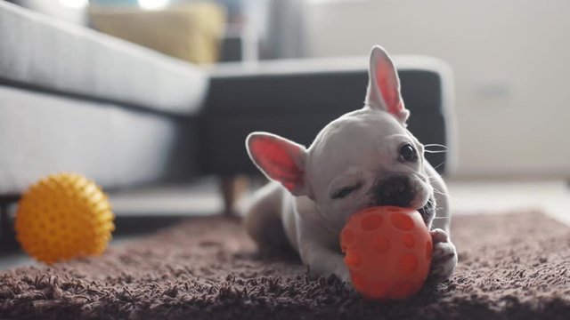 white cute french bulldog playing with a toy on floor young dog house face banner animal funny home pet background portrait adorable domestic charming slow motion