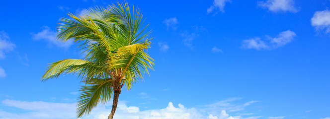 Palm tree and blue sky background.