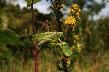 grande sauterelle verte sur une feuille