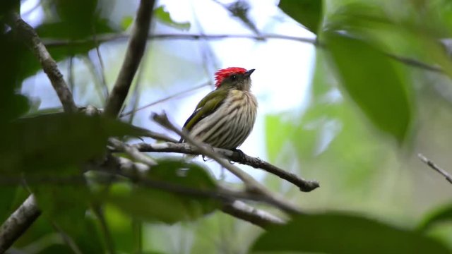 Striped Manakin (Machaeropterus regulus) bird on a branch. Seen from the front. It moves and turn its back to the camera, then, turn around again. Wind balances the twig and leaves. The bird flyes.