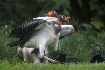 King Vulture - Sarcoramphus papa, beatiful large vulture from Central America forests.